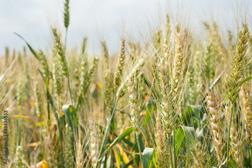 Fototapeta premium unripe wheat