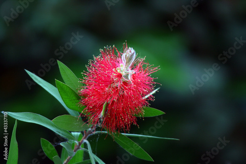Callistemon