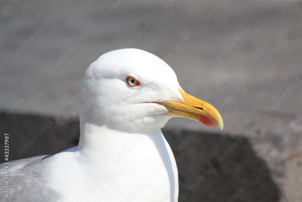 Seagull closeup