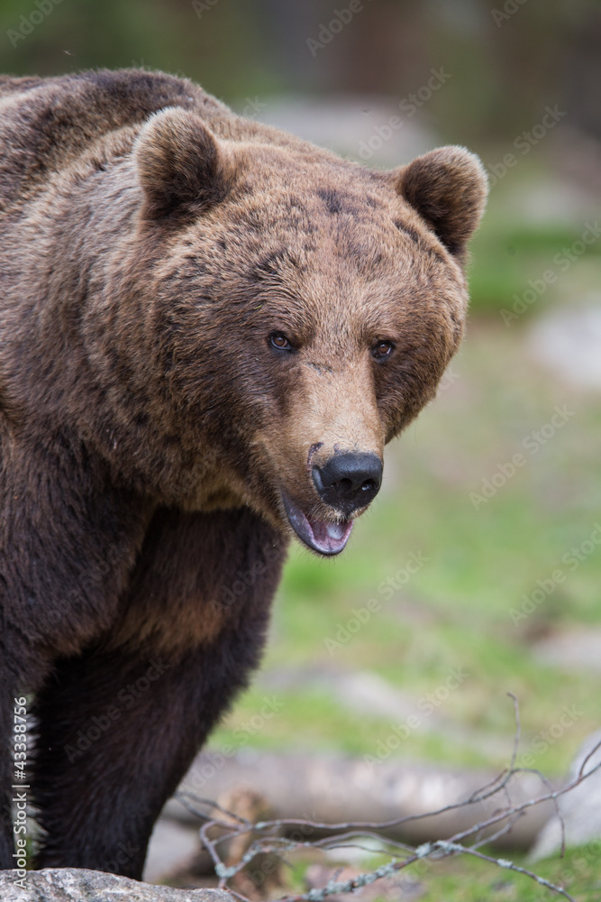 Brown bear in Tiago forest