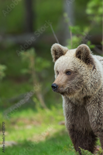 Brown bear in Tiago forest