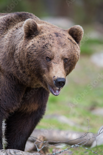 Brown bear in Tiago forest © jamenpercy