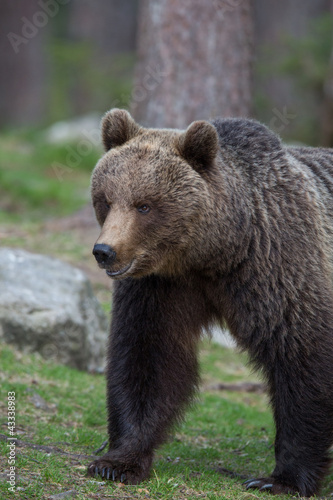 Brown bear in Tiago forest