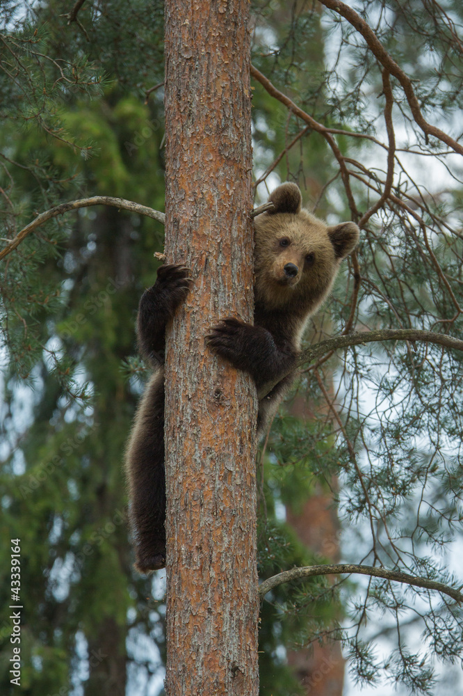 Obraz premium Brown bear climbing tree in Tiaga forest