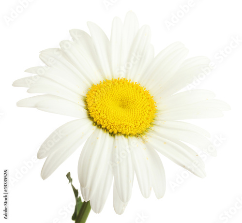beautiful daisy flower isolated on white © Africa Studio