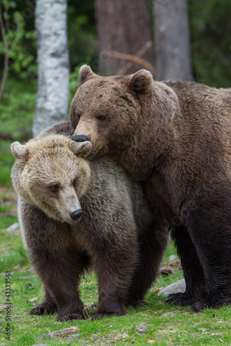Brown bear love in Tiaga forests