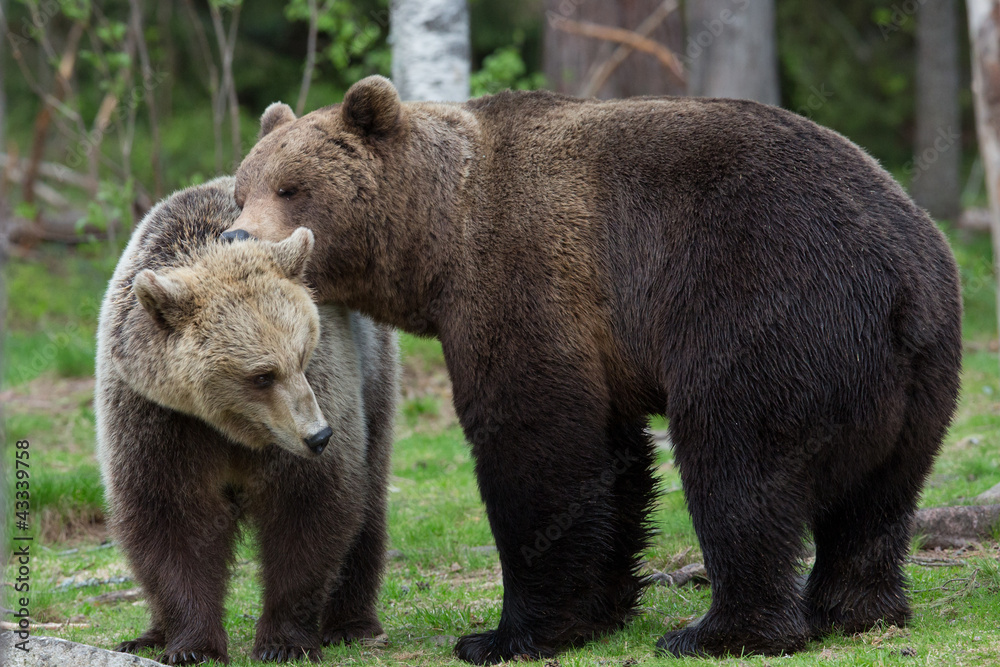 Brown bears kissing in Tiago forest