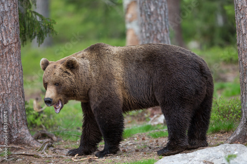 Photography Brown bear in Tiago forest