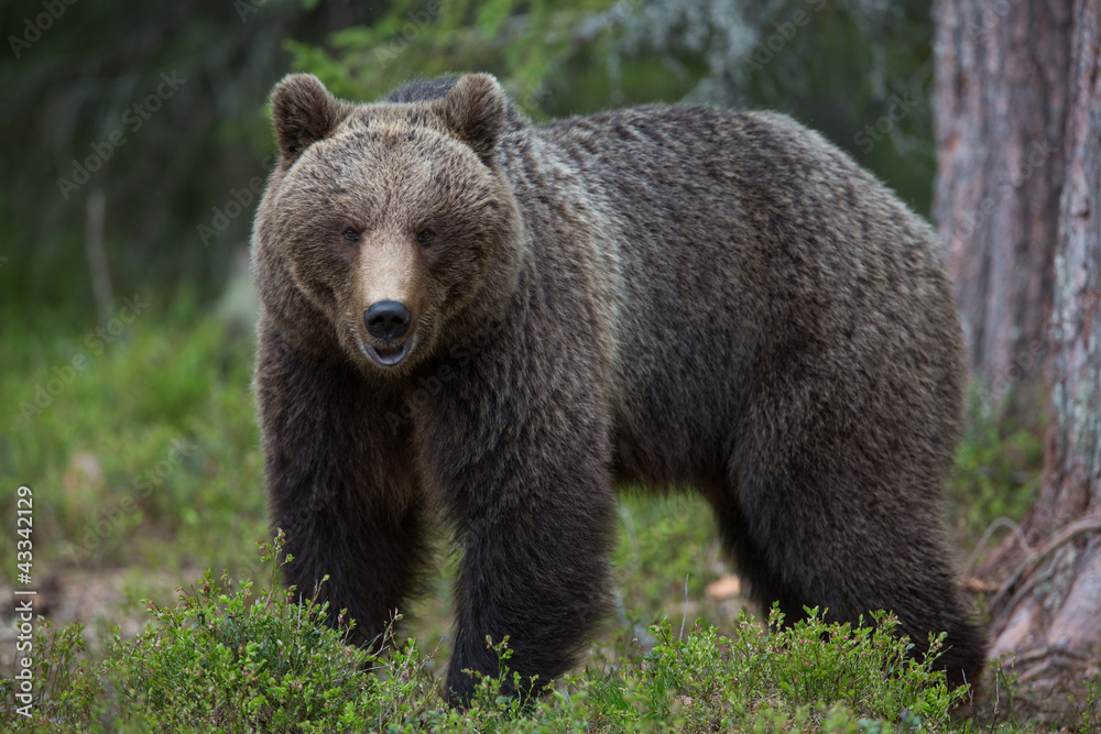 Obraz premium Brown bear in Tiago forest