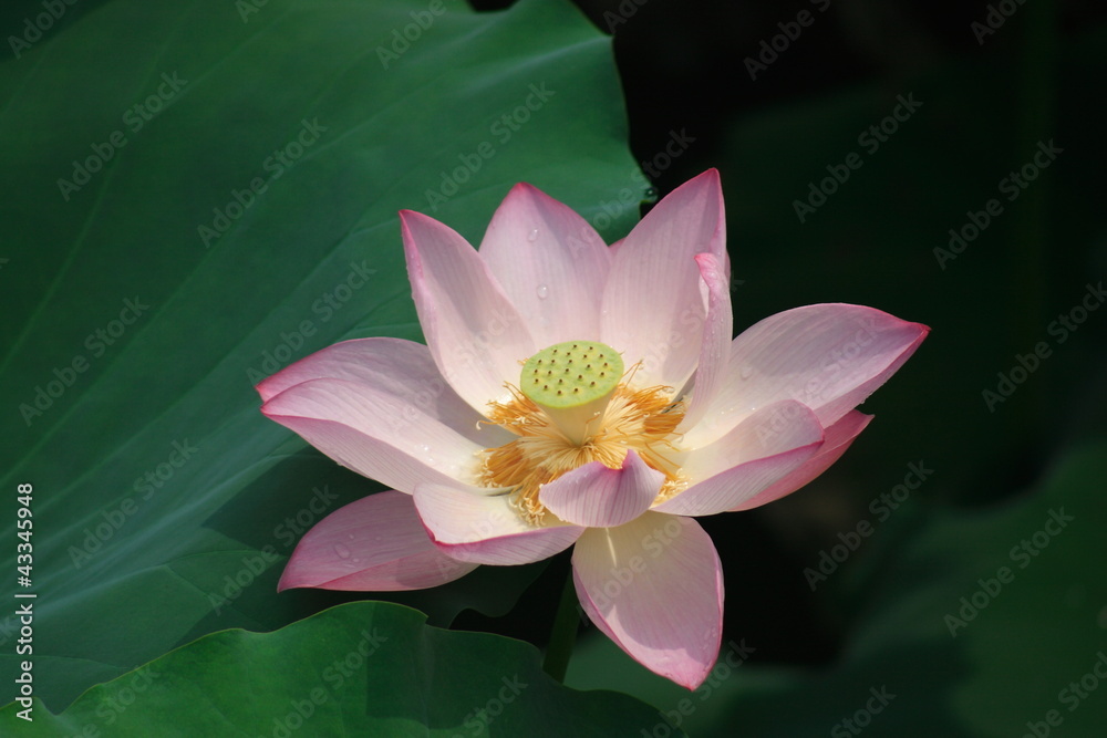 Beautiful lotus