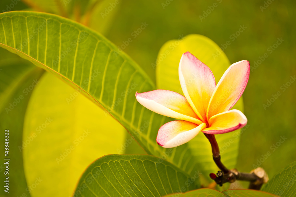 Fototapeta premium Lan Thom Flowers