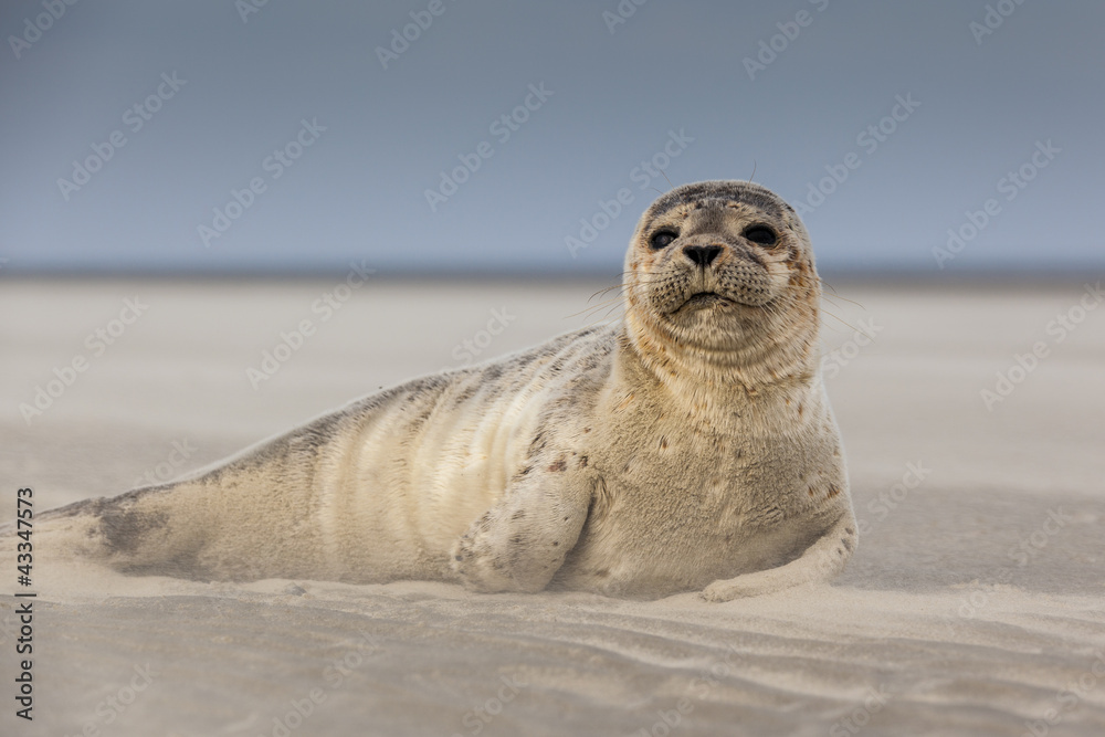 Naklejka premium Ssaki morskie: młoda foka na plaży