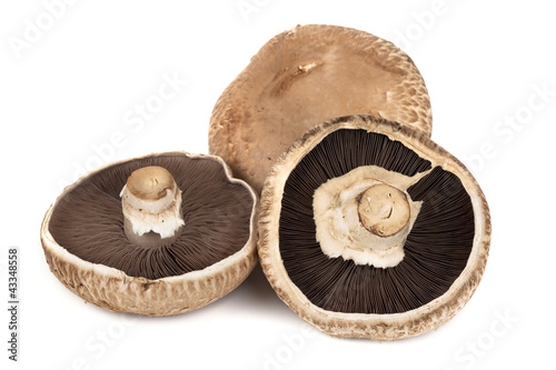 Portobello Mushrooms Isolated on White photo