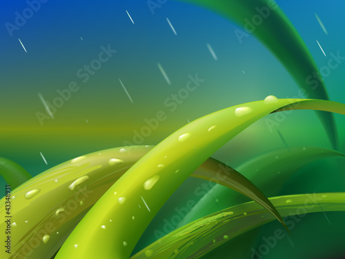 Grass in rain
