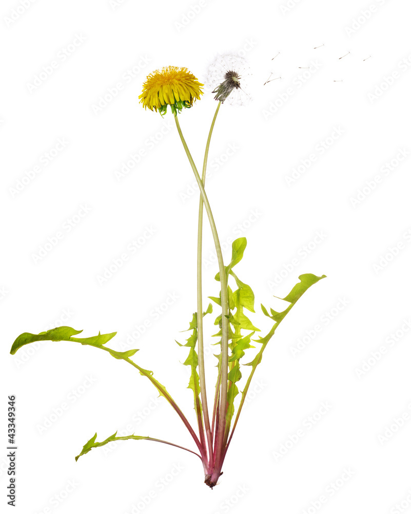 Obraz premium dandelion two generations