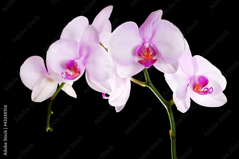 light pink orchid flowers branch on black light pink orchid flowers branch on black