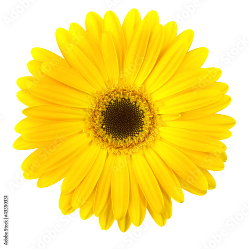 Canvastavla Yellow daisy flower isolated on white