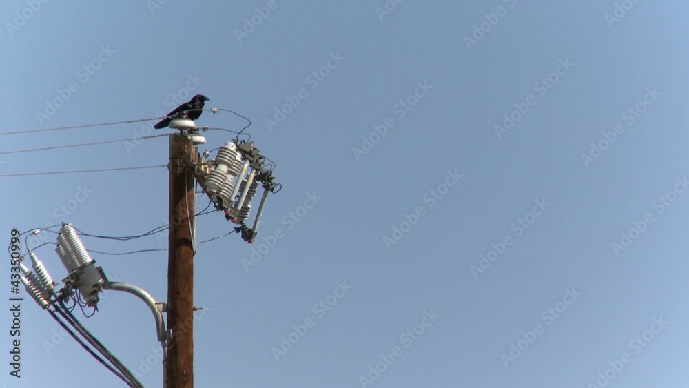 Raven on a power pole Raven on a power pole