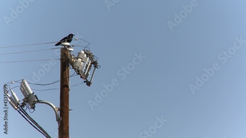Raven on a power pole