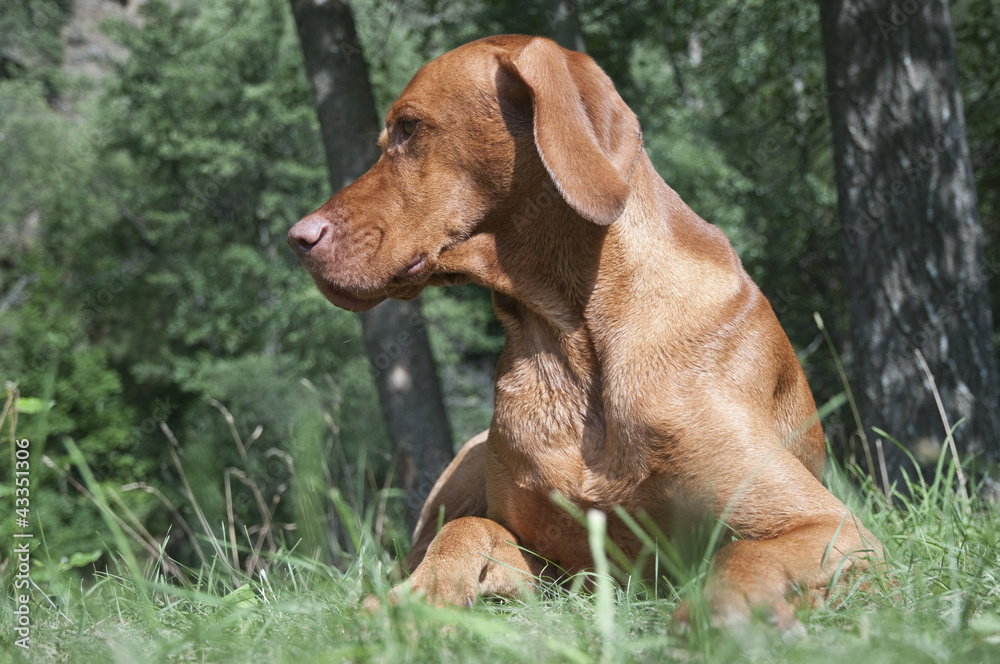 Archer the Vizsla