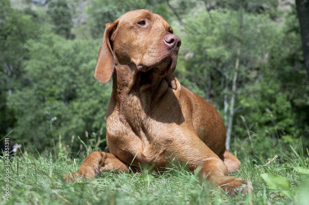 archer the vizsla