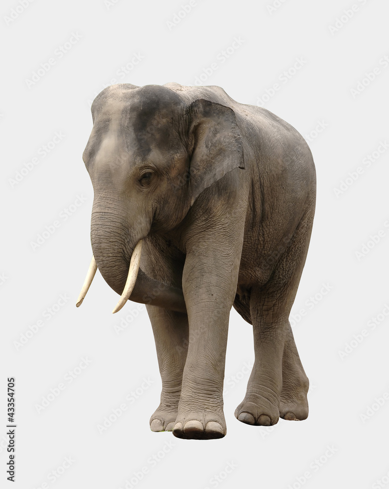 Obraz premium asia elephant isolated