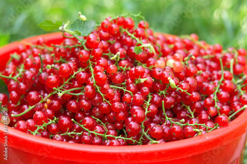Fresh red currants closeup in a plastic basket