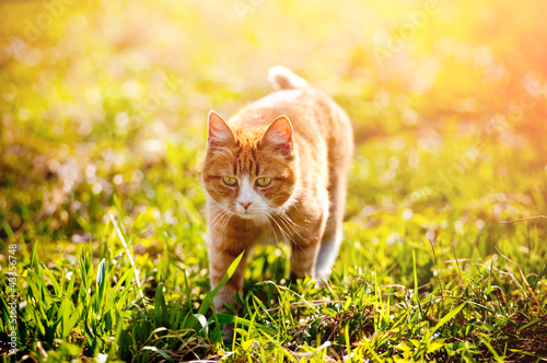 Redheaded cat on green grass