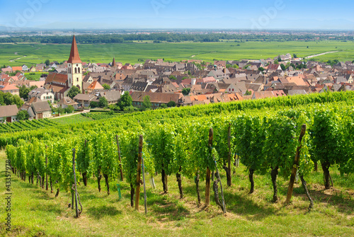 Vignoble à  Ammerschwihr , Alsace (Fr). photo