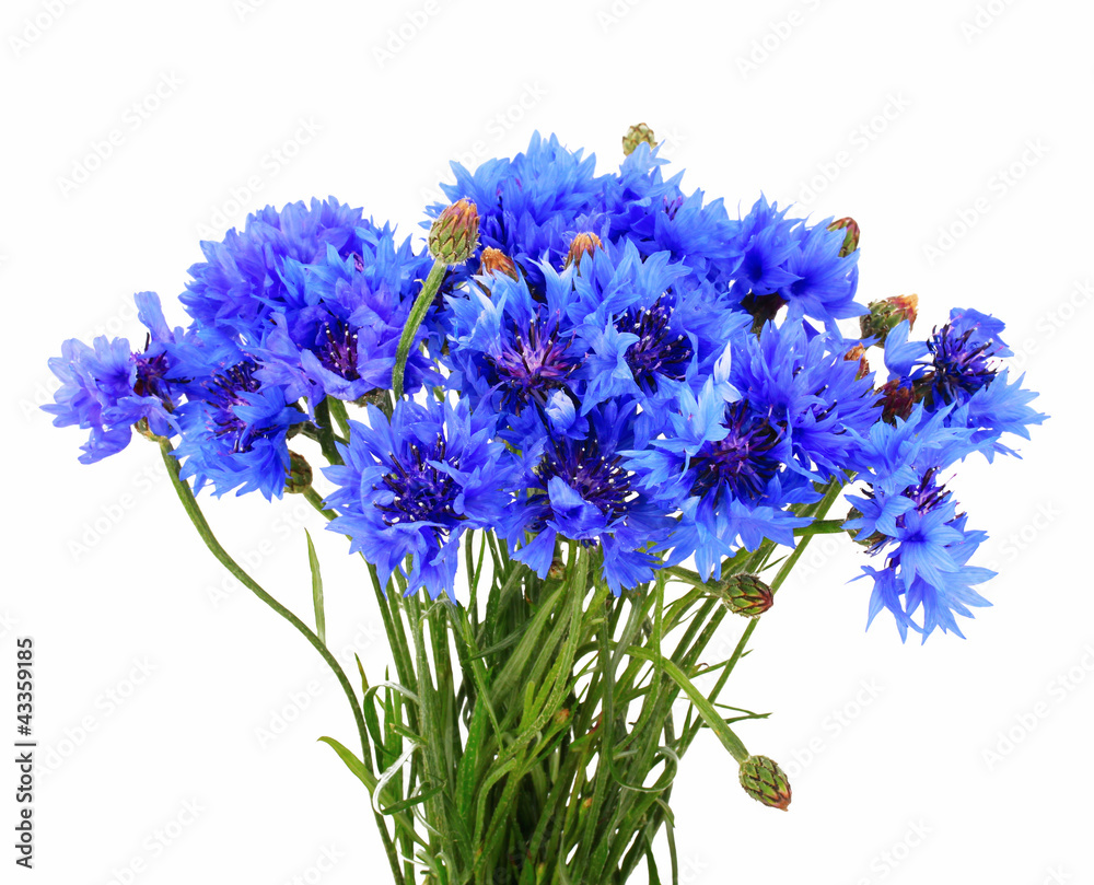 Cornflowers Cornflowers