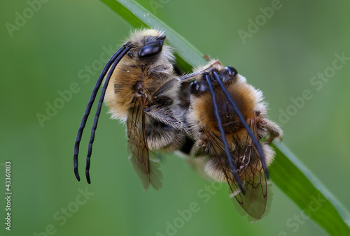 Mai-Langhornbiene (Eucera tuberculata)