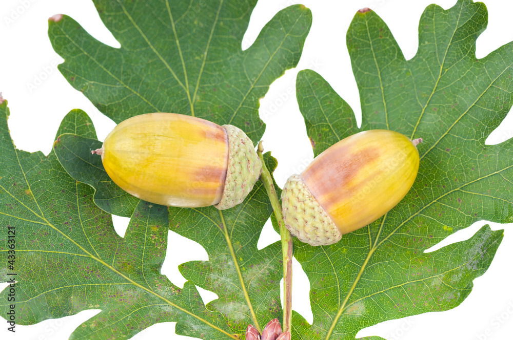 Obraz premium The acorns