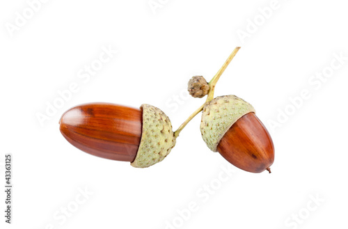 The acorns