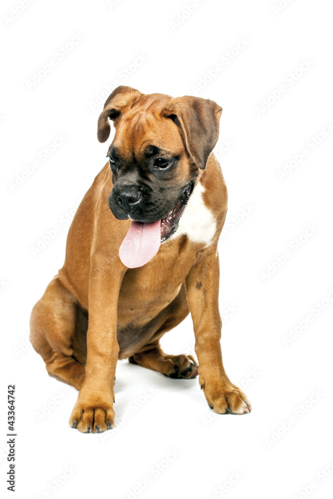 Obraz premium German Boxer puppy (5 month)