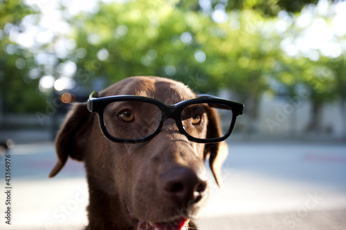Close up of dog wearing eyeglasses