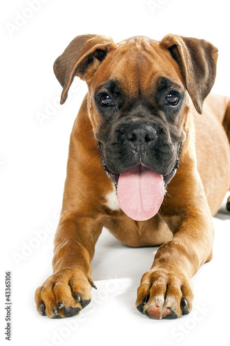 German Boxer puppy (5 month)