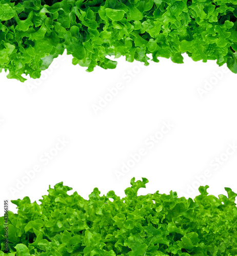 Photo of salad isolated on white, abstract background