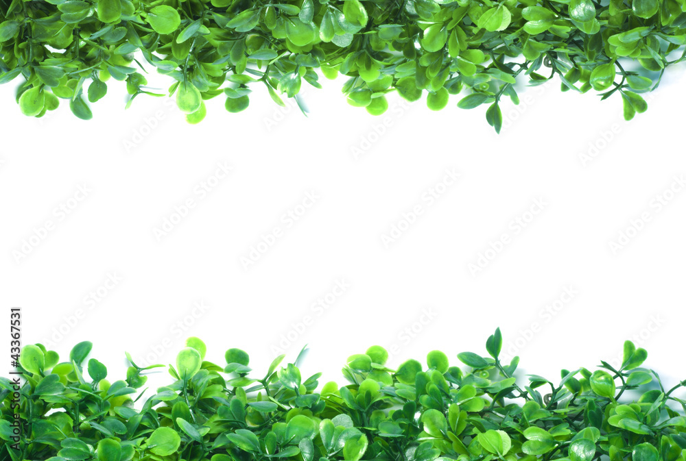 Green Grass Isolated for Web page Green Grass Isolated for Web page