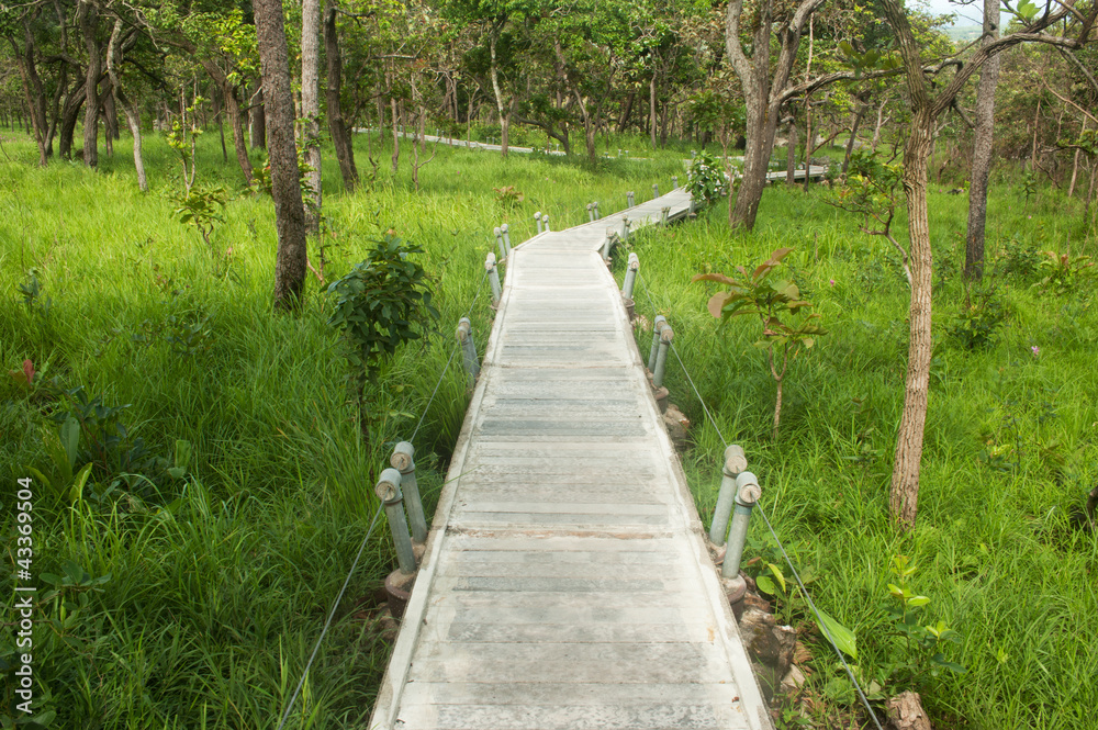 Footpath in National park ,Northeast of Thailand. Footpath in National park ,Northeast of Thailand.