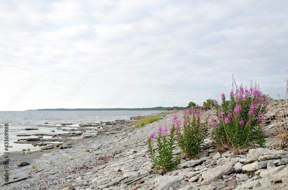 Pink flowers at a stony beach