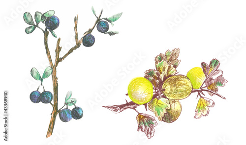 hand drawings into vector : gooseberry and blackthorn