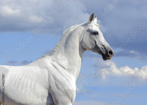 white atab horse portrait with blue skies behind