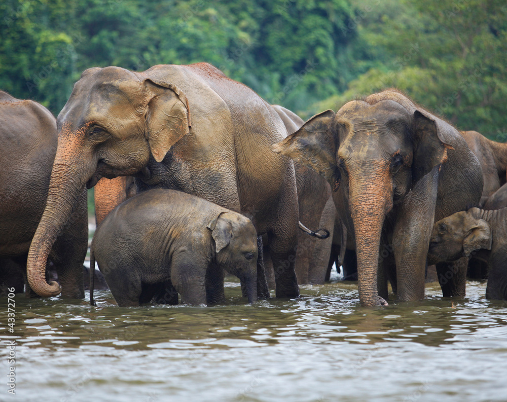 elephant family in water