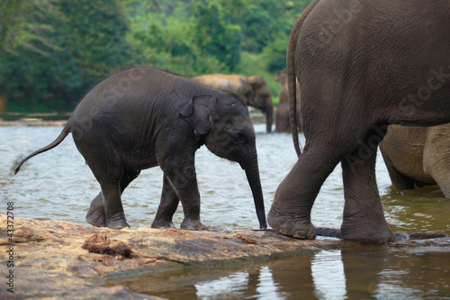 elephant baby with mother in bath  Pinnawala  Sri Lanka