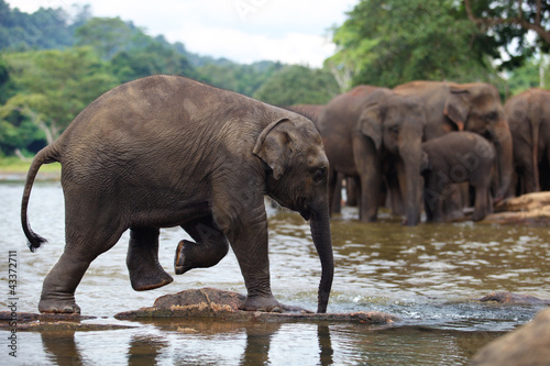 elephant baby in water  Pinnawala  Sri Lanka
