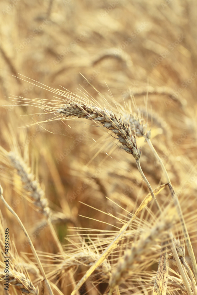 Fields of wheat