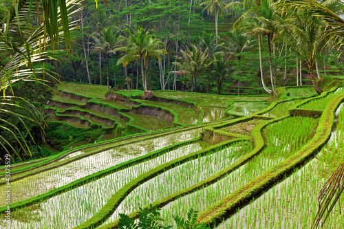 Rice field terrace in Bali