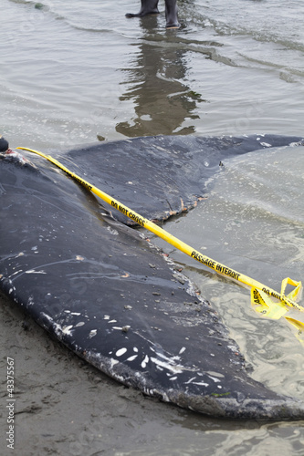 Juvenile Humpback whale washes ashore and died