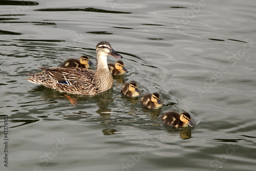 Obraz na płótnie Canard et canetons