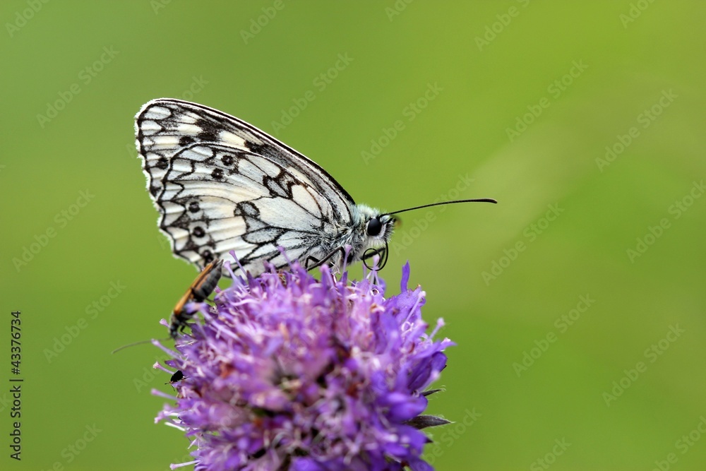 Schachbrettfalter auf Witwenblume Schachbrettfalter auf Witwenblume